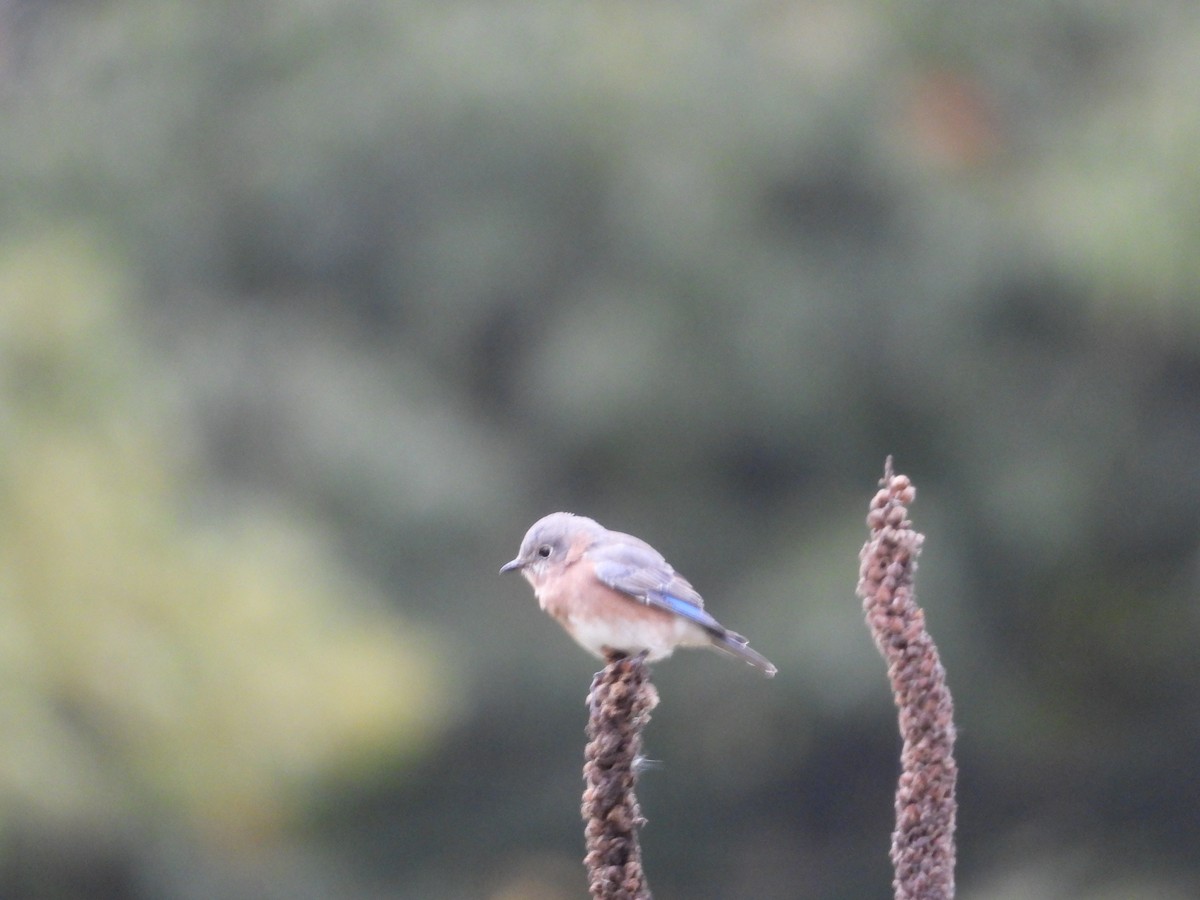 Eastern Bluebird - ML182449551