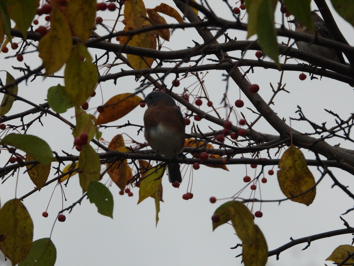 Eastern Bluebird - ML182449591