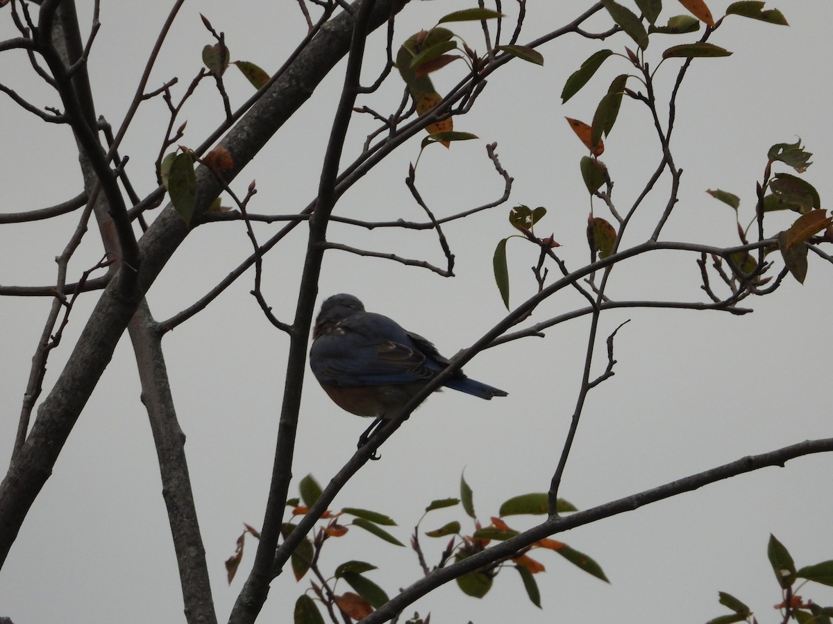 Eastern Bluebird - ML182449701