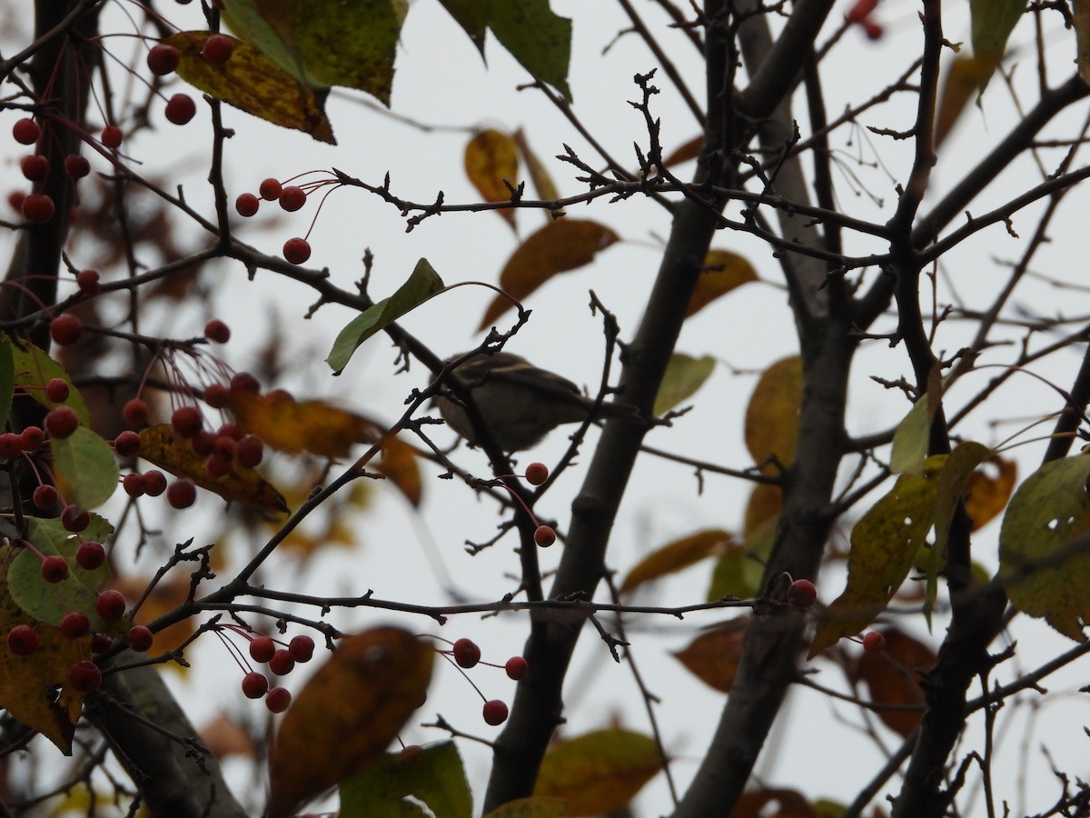 American Goldfinch - ML182449761