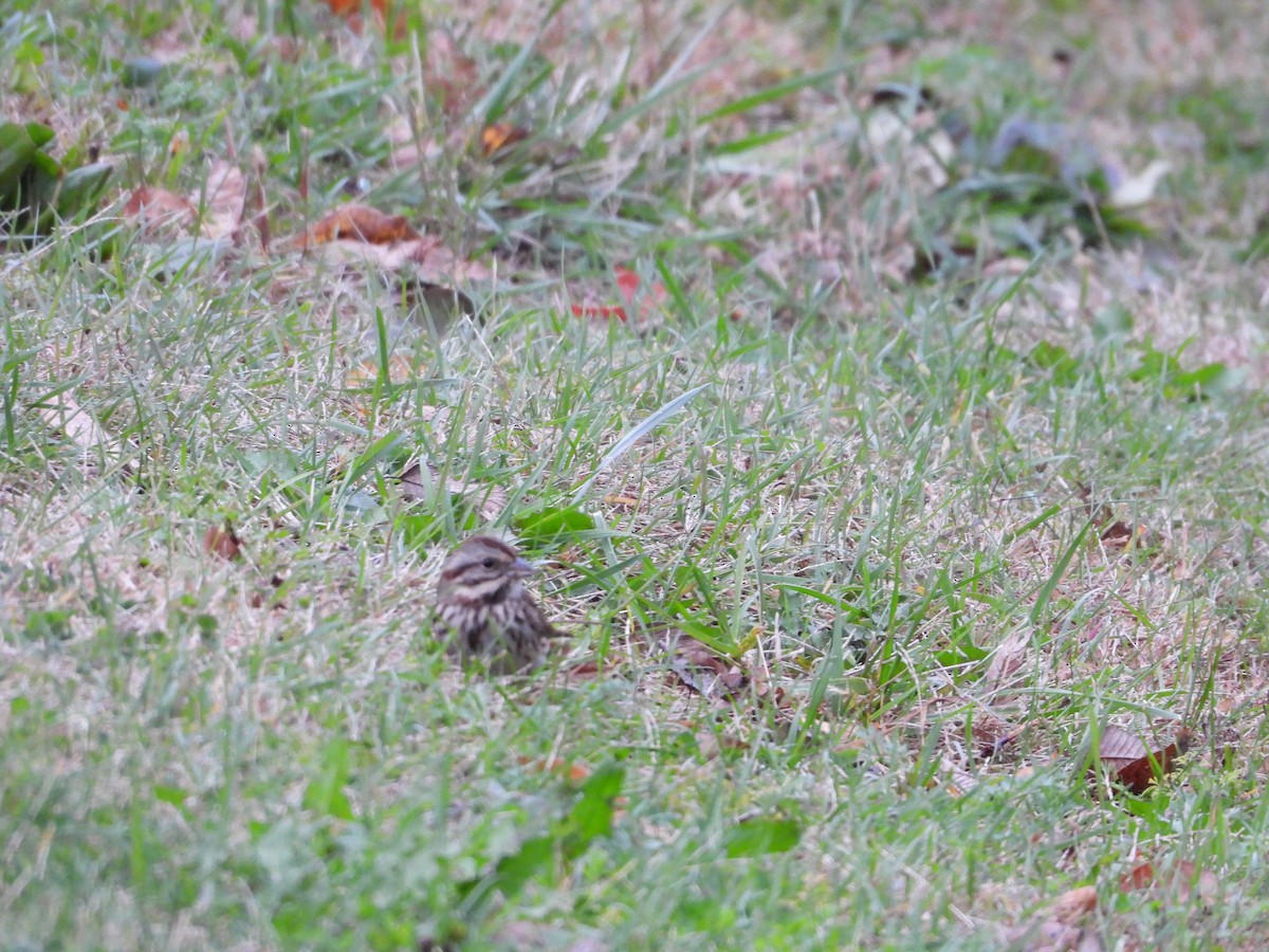 Song Sparrow - ML182450101