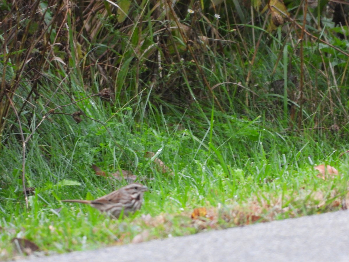 Song Sparrow - ML182450141