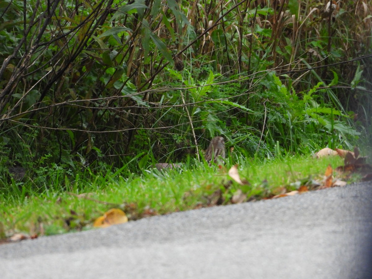 Song Sparrow - ML182450161