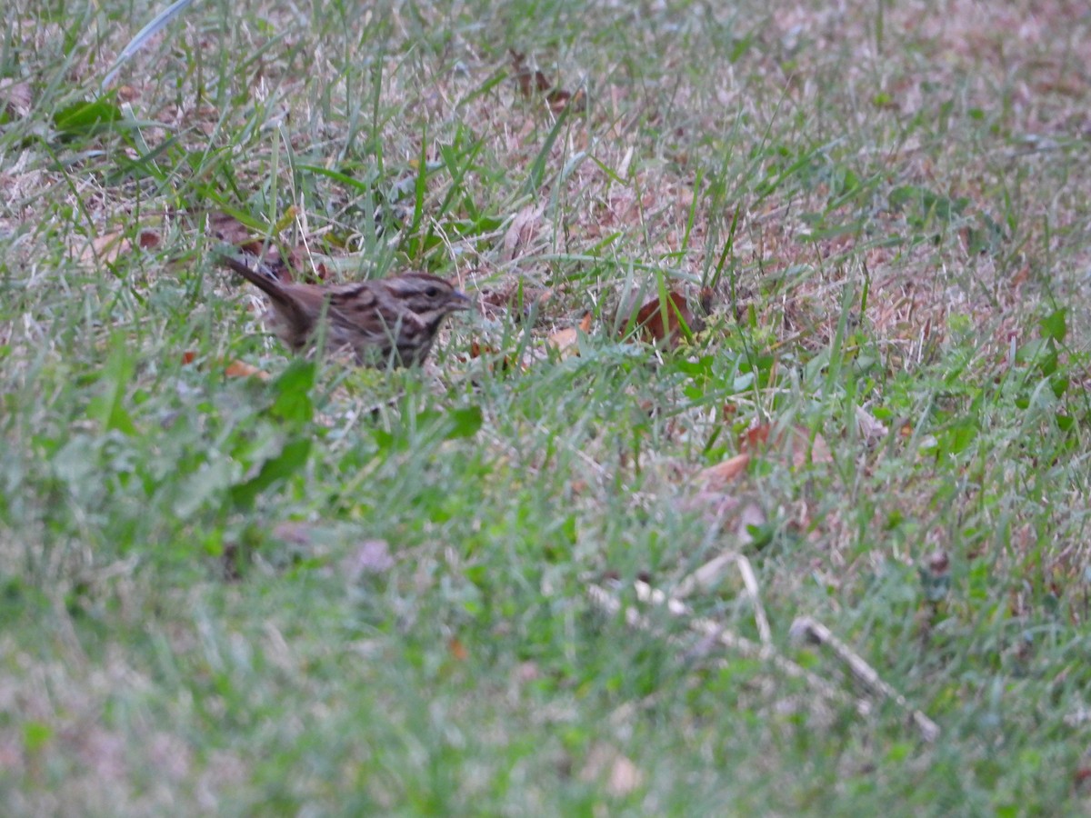 Song Sparrow - Manny Salas