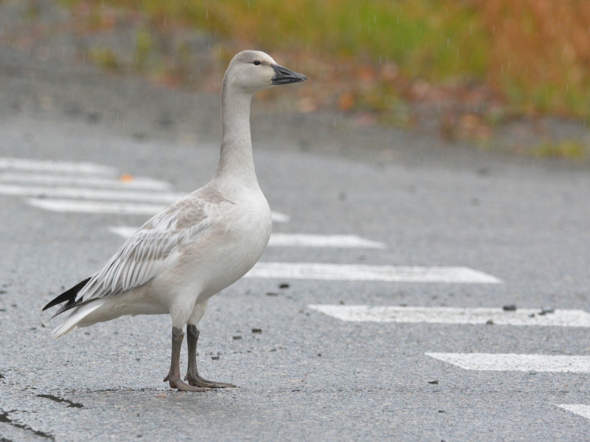 Snow Goose - ML182450281