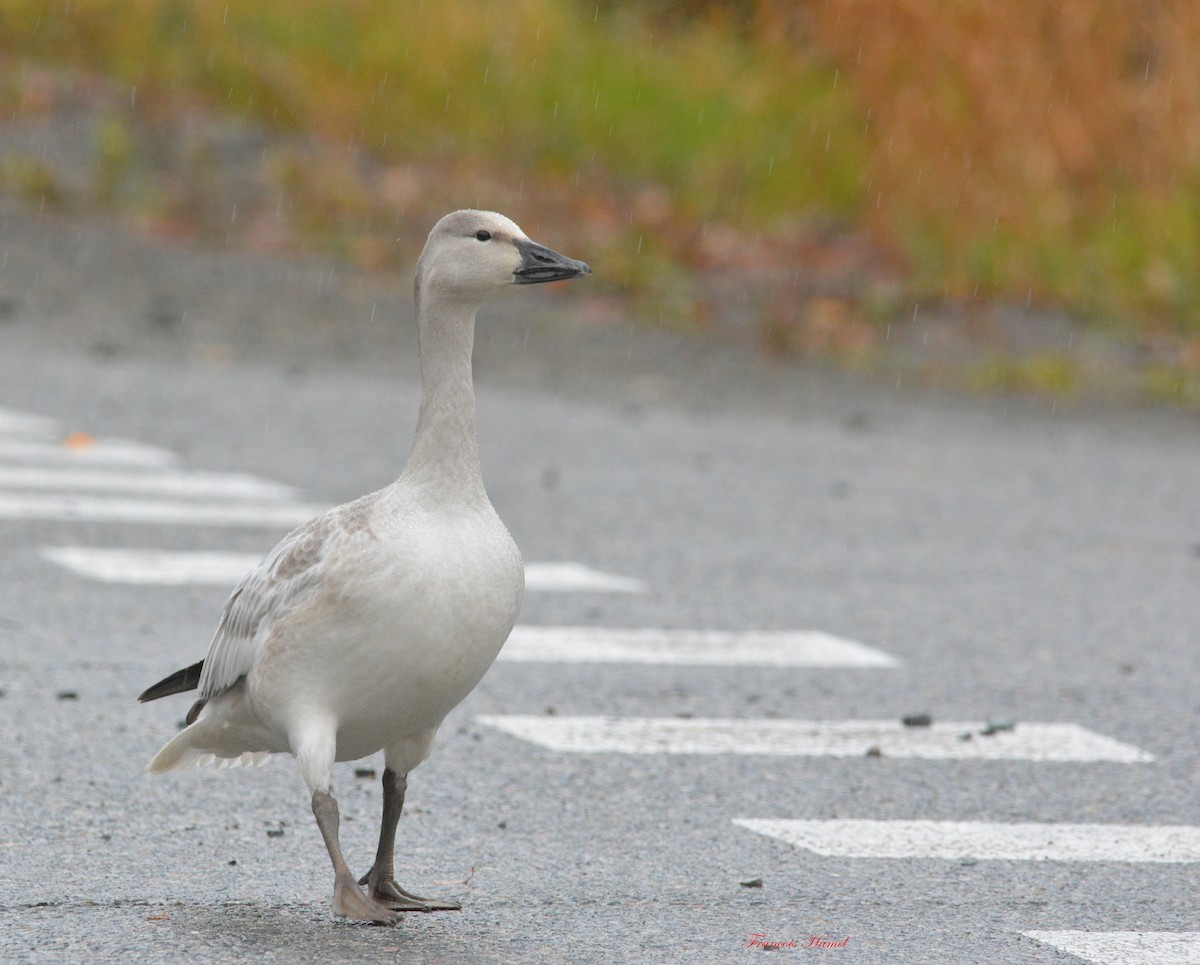 Snow Goose - ML182450351