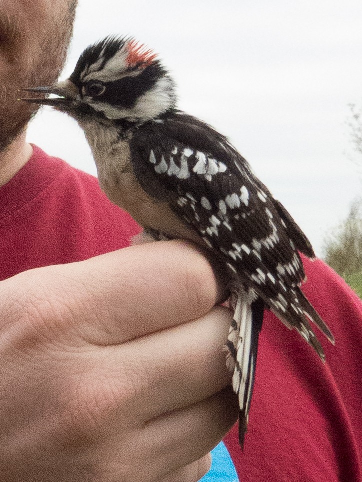 Downy Woodpecker - ML182452021