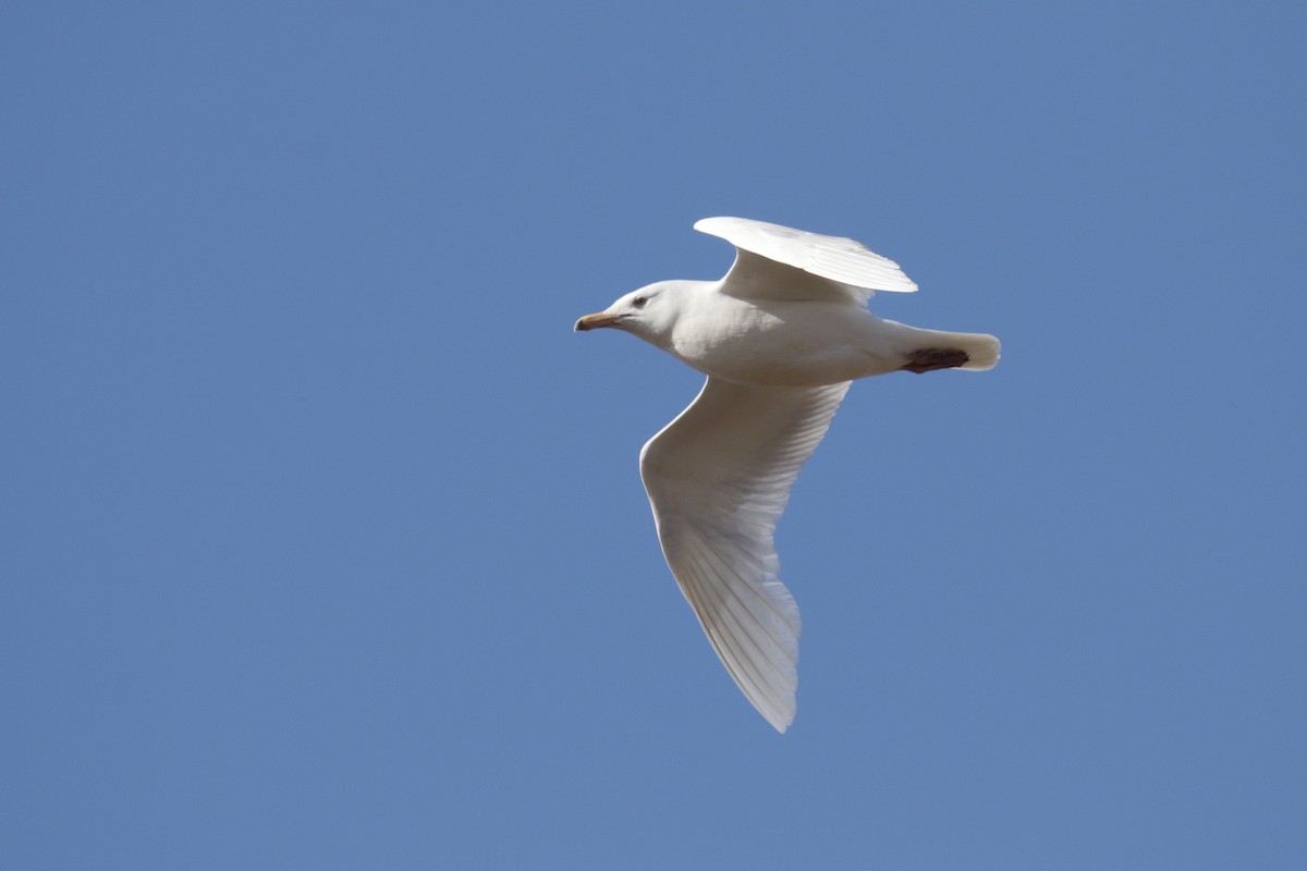 Glaucous Gull - Cameron Eckert