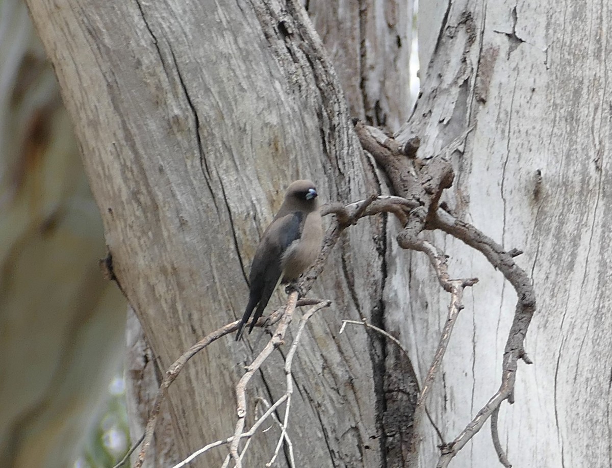 Dusky Woodswallow - ML182453871