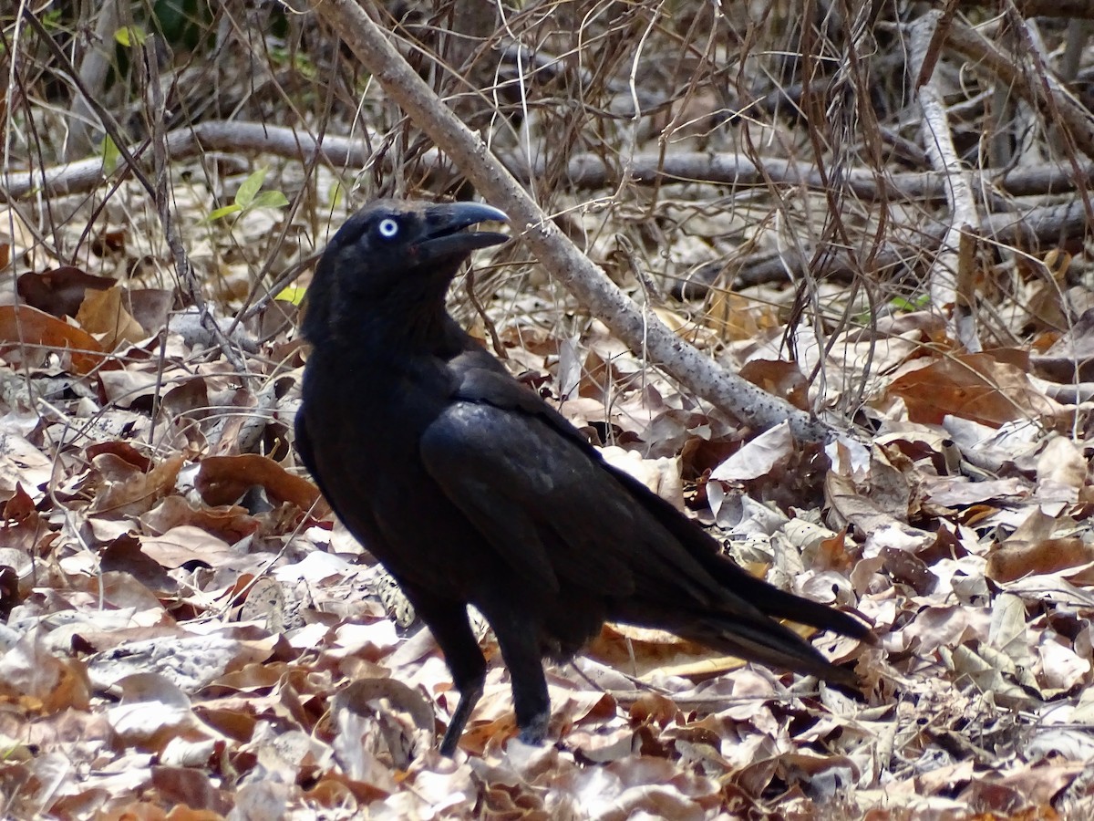 Corbeau de Torres - ML182454761