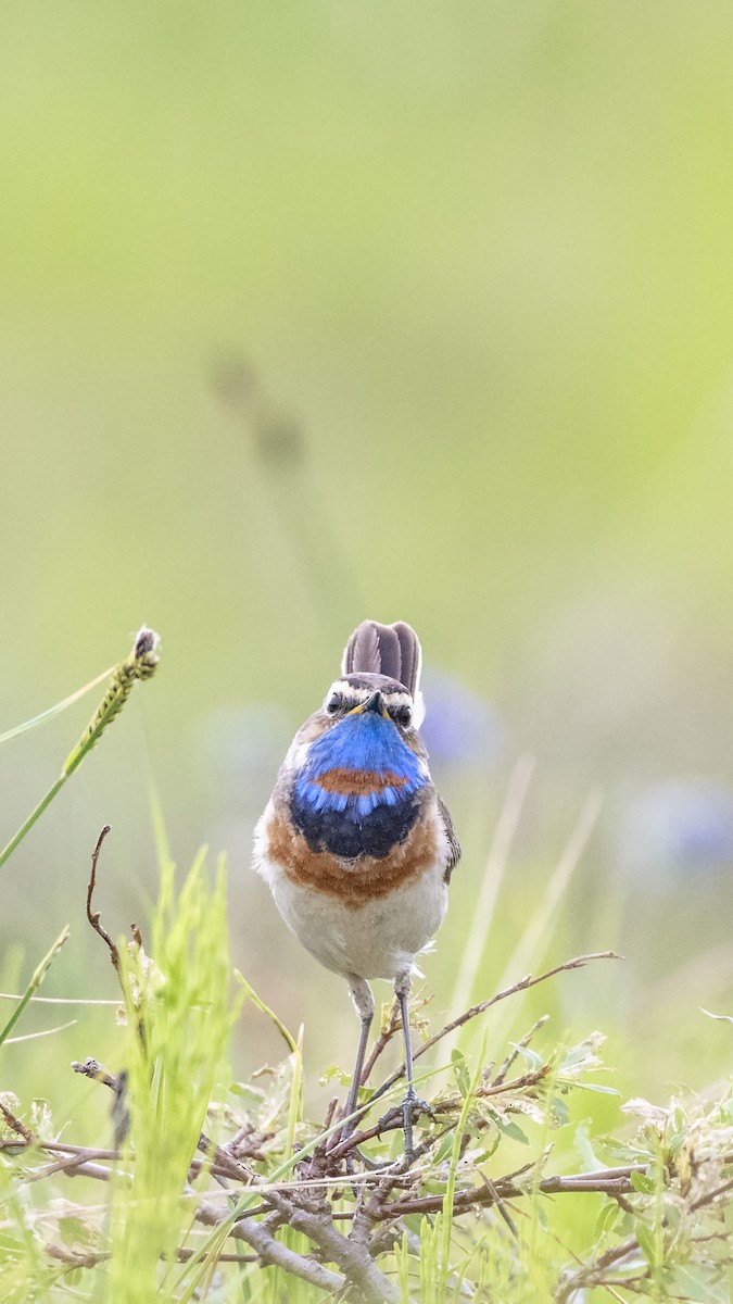 Bluethroat - Bryan Calk