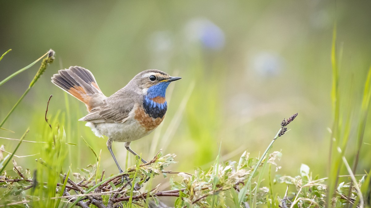 Bluethroat - Bryan Calk