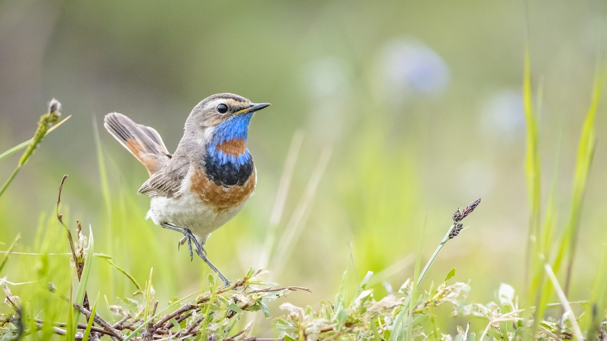 Bluethroat - Bryan Calk