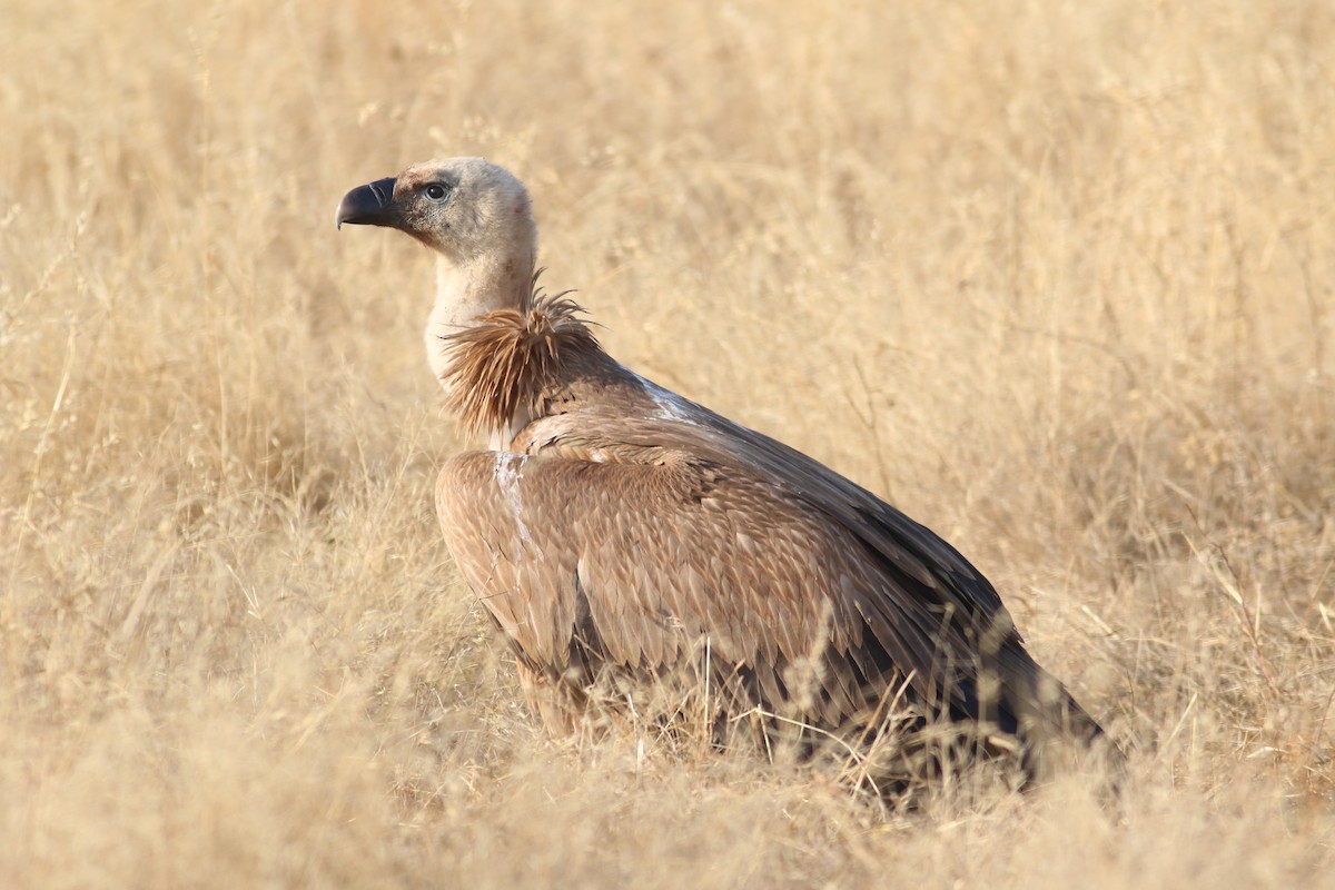 Eurasian Griffon - Oscar Campbell