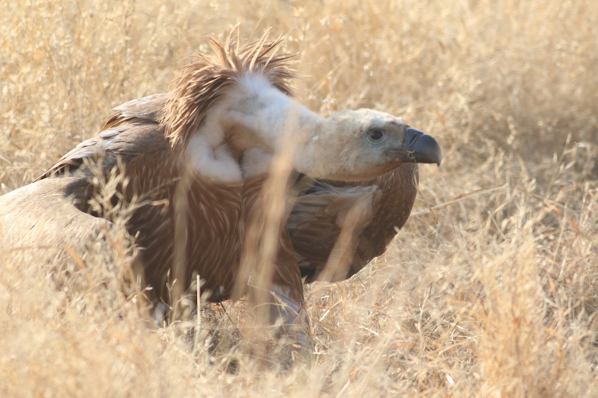 Eurasian Griffon - ML182456221