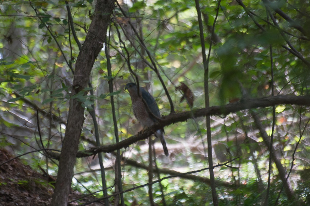 Cooper's Hawk - ML182459661