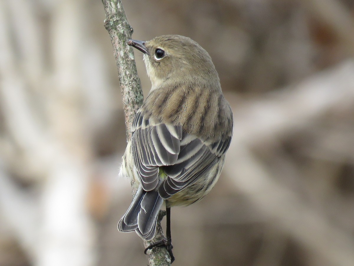 Yellow-rumped Warbler - ML182464231