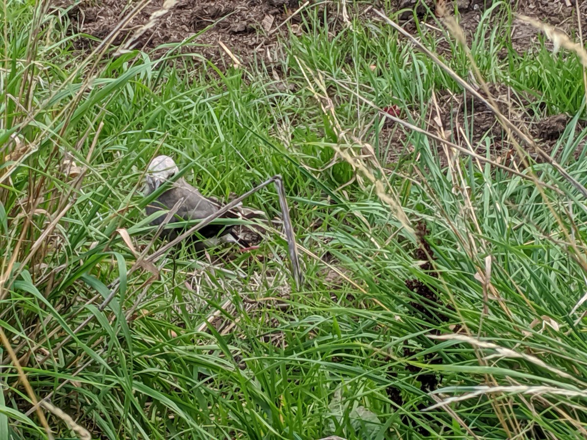 Clark's Nutcracker - Greg Schechter