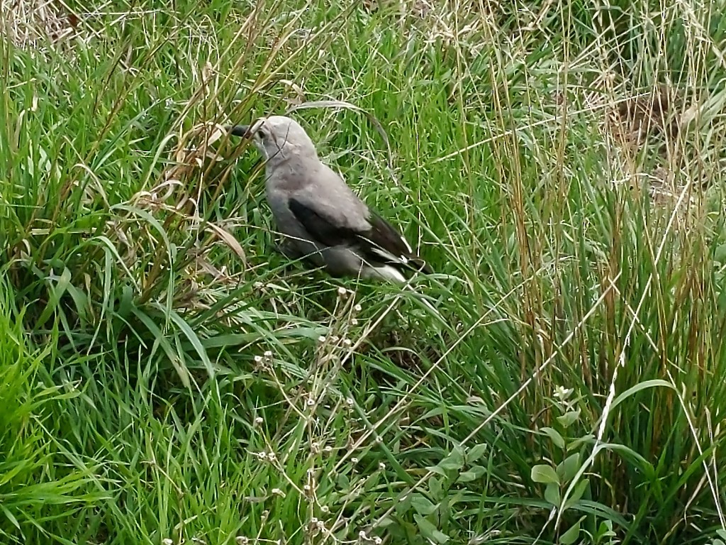 Clark's Nutcracker - Greg Schechter