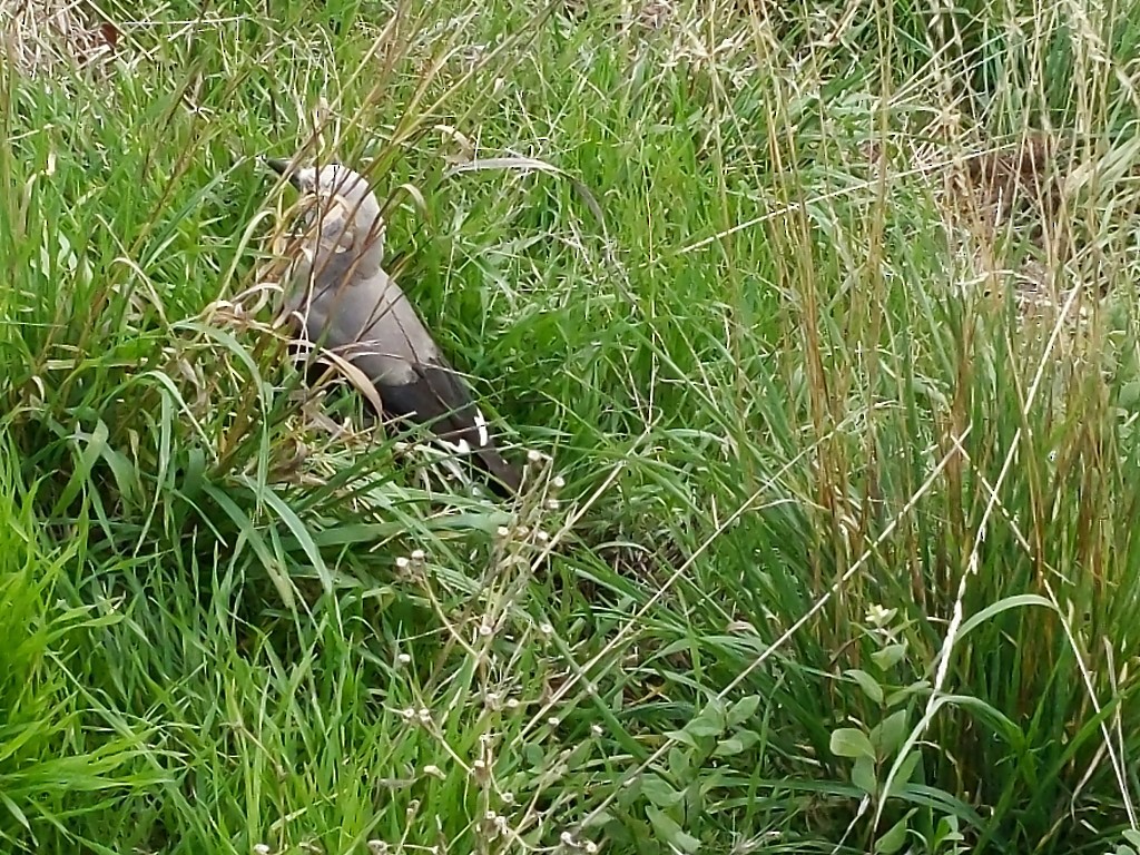 Clark's Nutcracker - ML182465491