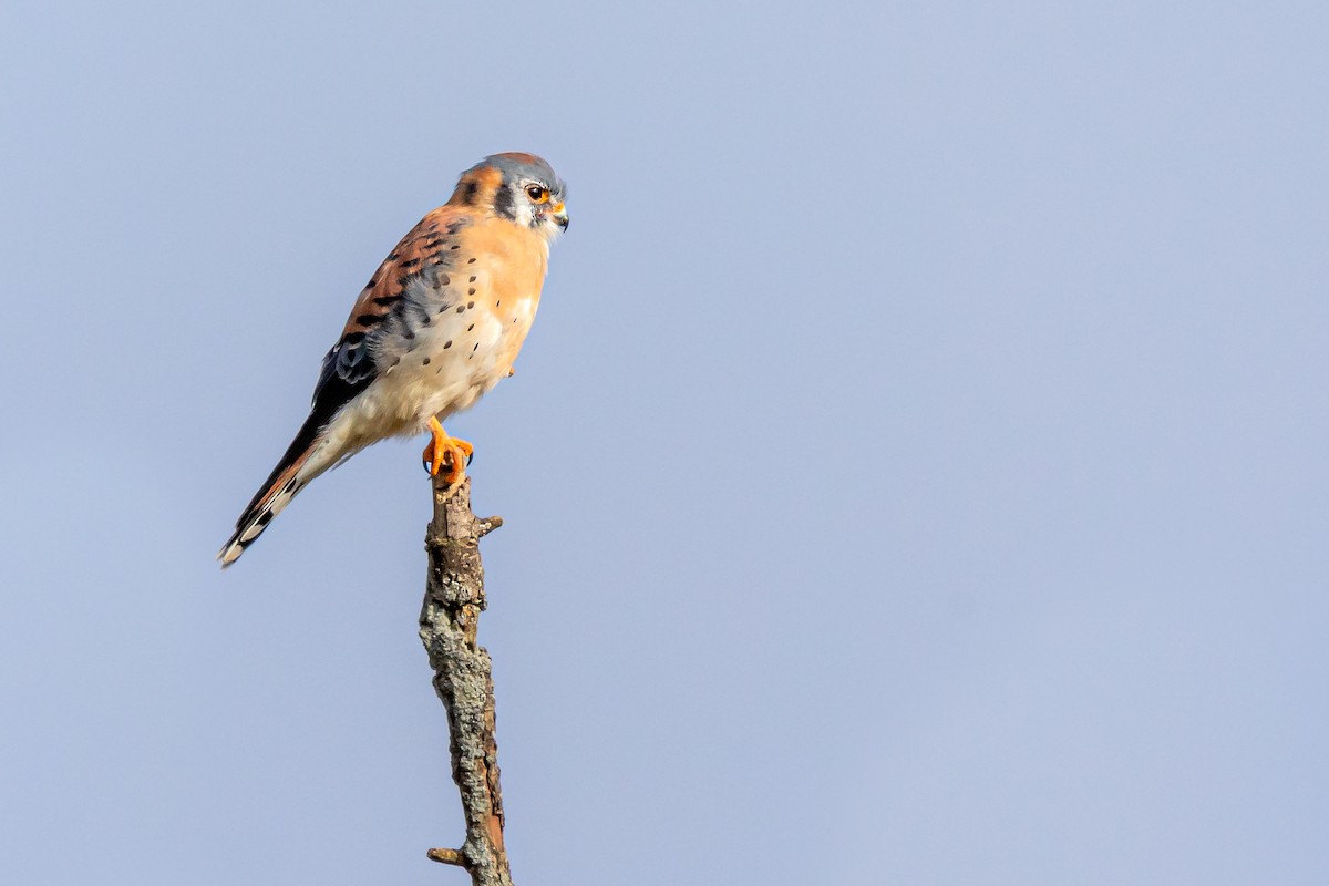 American Kestrel - Brad Imhoff