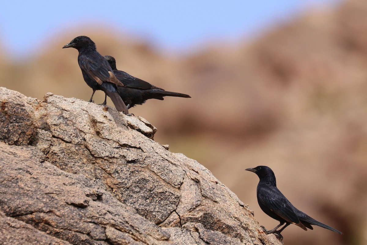 Tristram's Starling - Frank Rietkerk