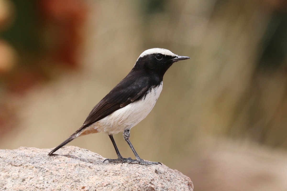 Arabian Wheatear - Frank Rietkerk