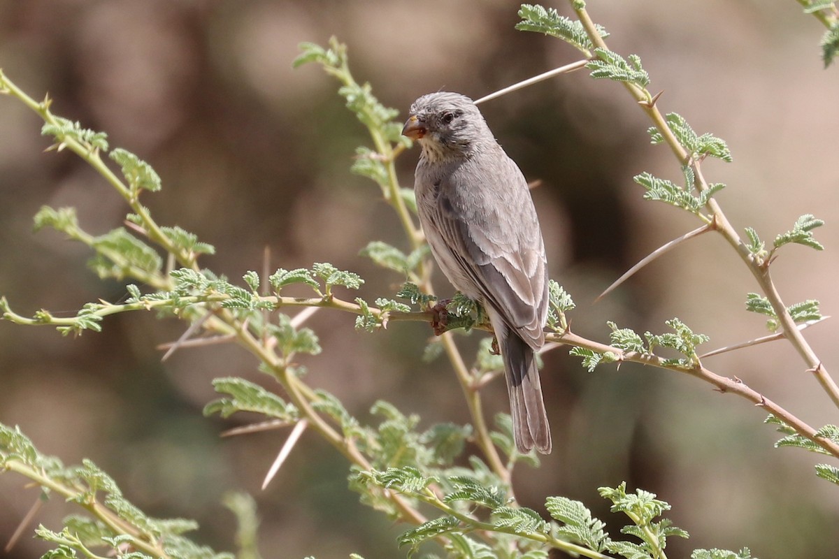 Arabian Serin - Frank Rietkerk