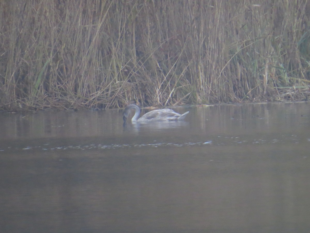 Mute Swan - ML182469981