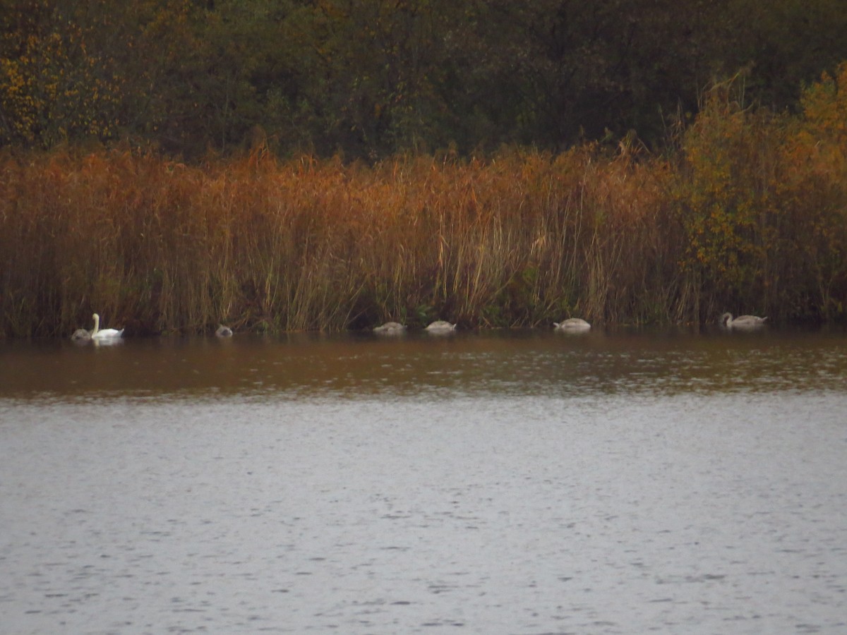 Mute Swan - ML182470121