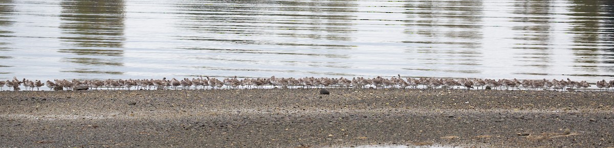 Hudsonian Godwit - Santiago Imberti