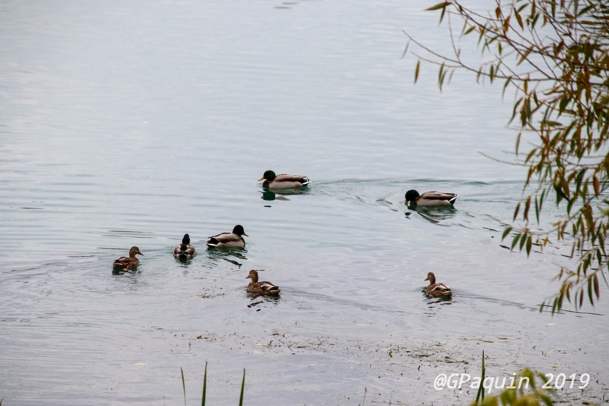 Mallard - Guy Paquin