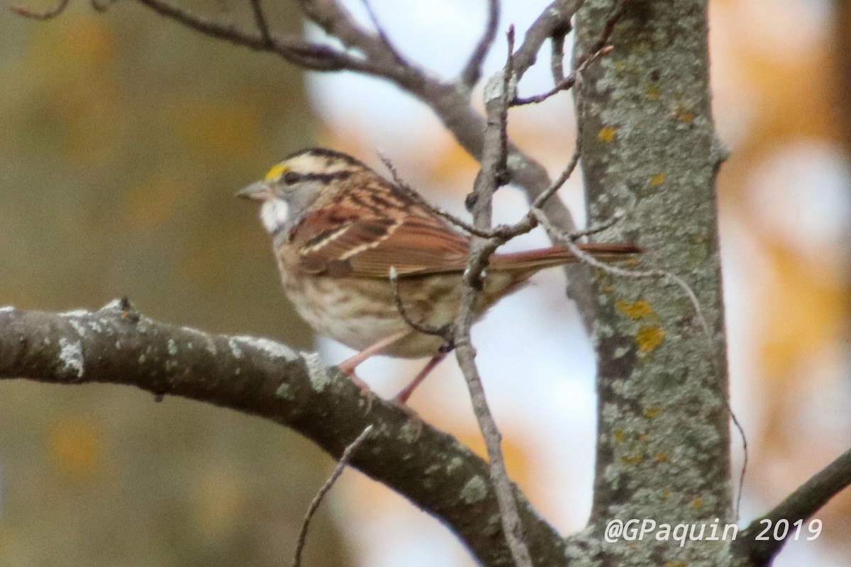 White-throated Sparrow - Guy Paquin