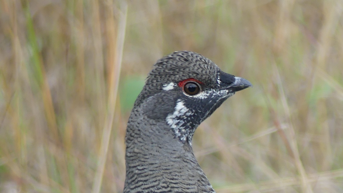 Spruce Grouse - ML182473411