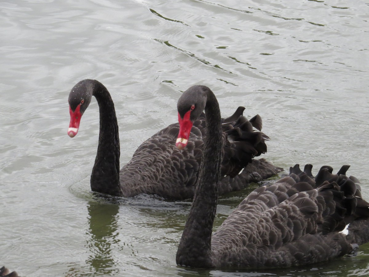 Black Swan - Ken Orich