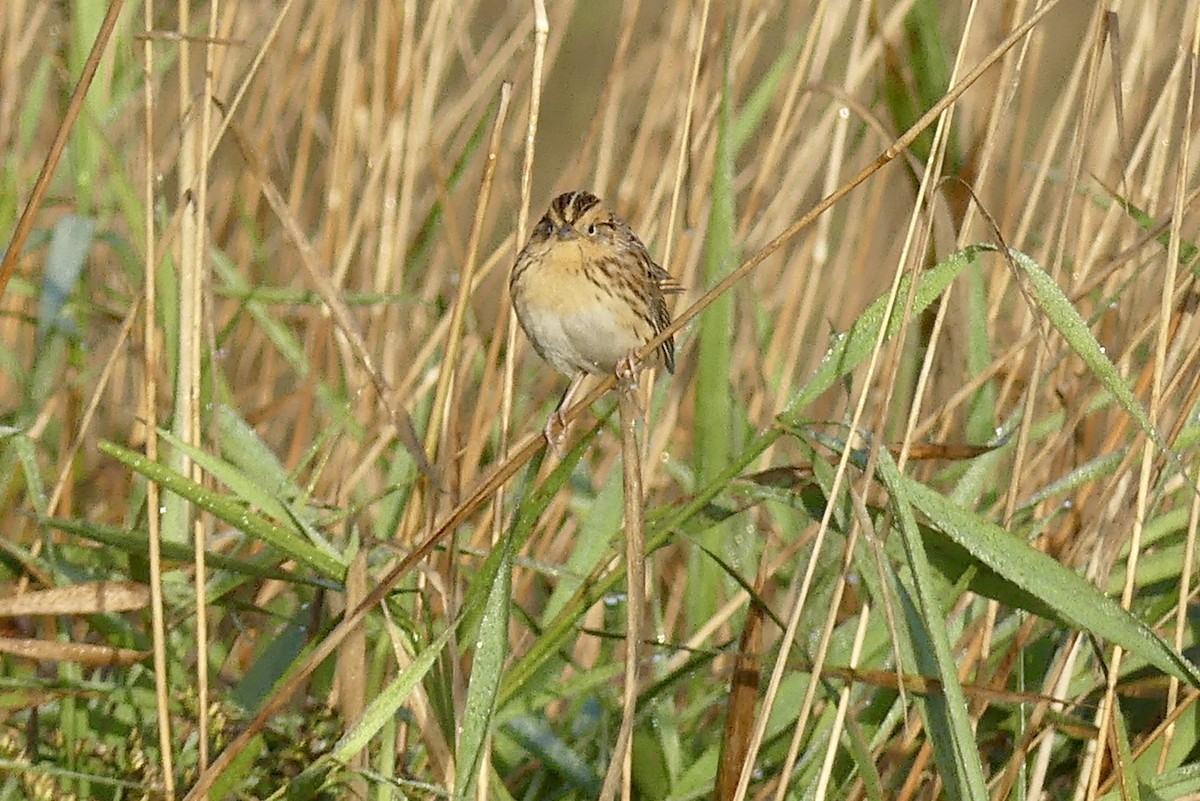 LeConte's Sparrow - Laura Blutstein