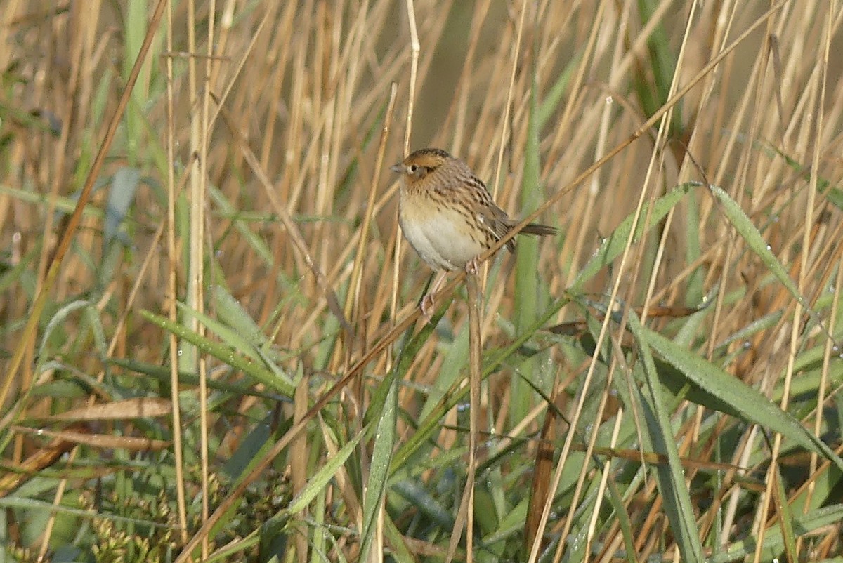 LeConte's Sparrow - ML182473831