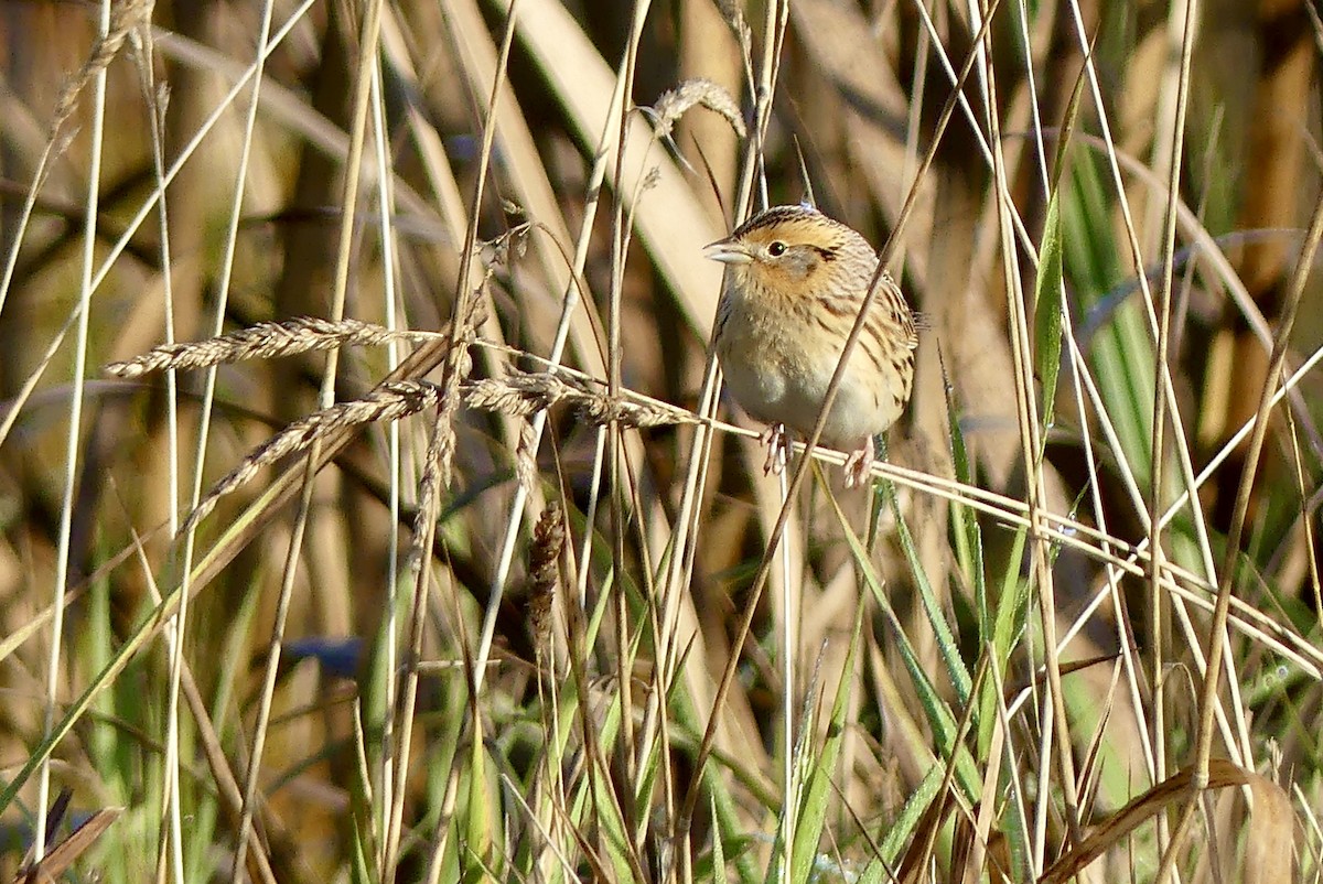 LeConte's Sparrow - ML182473881