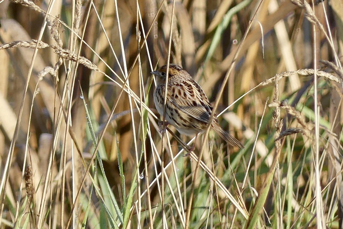 LeConte's Sparrow - Laura Blutstein