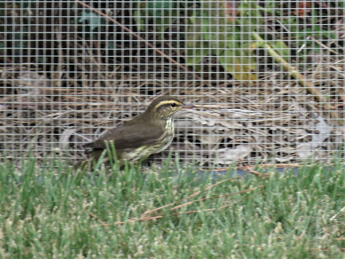 Northern Waterthrush - ML182475261