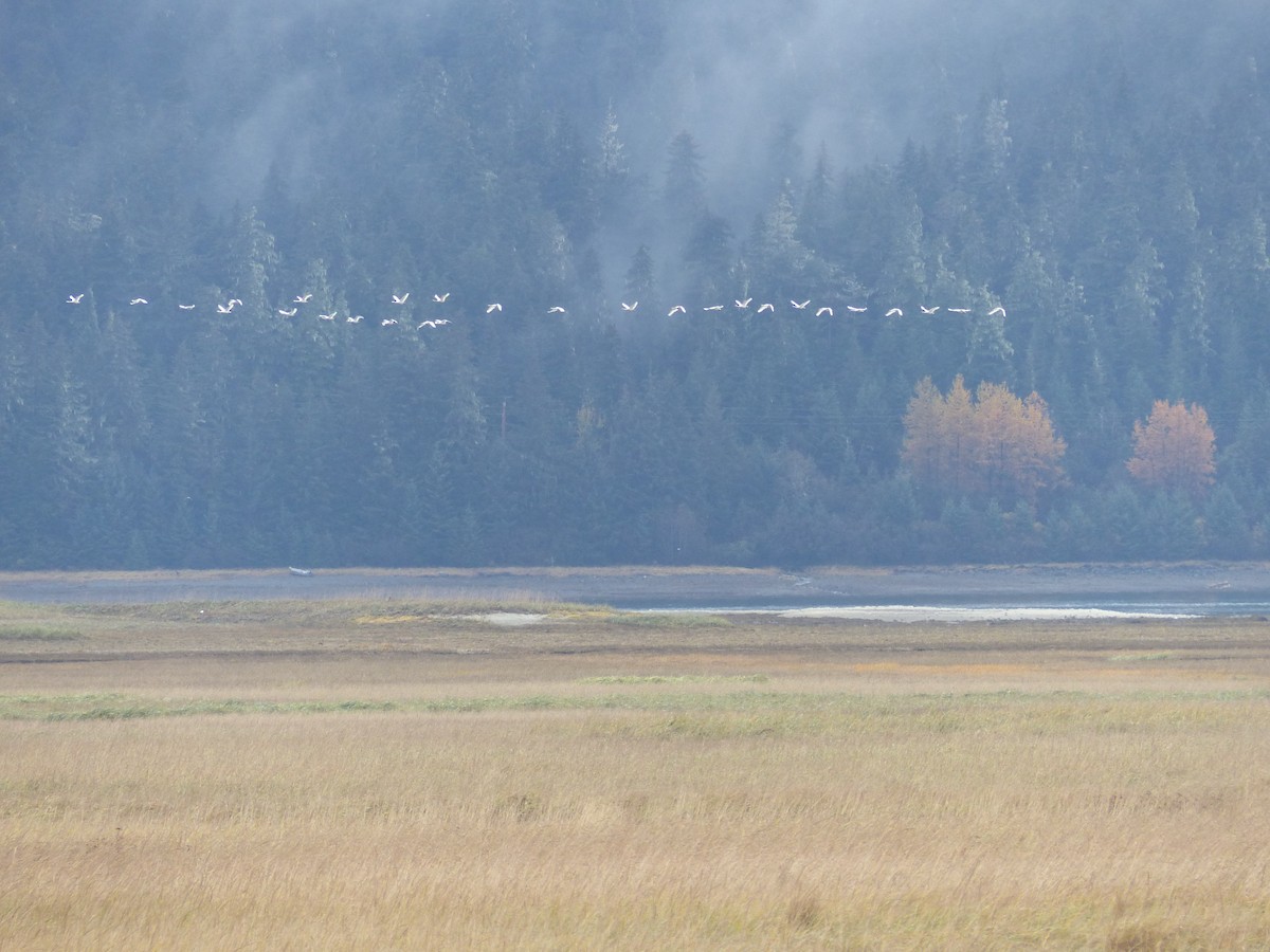 Trumpeter/Tundra Swan - Gus van Vliet