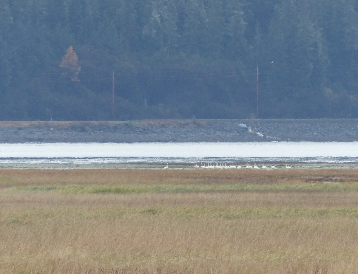 Trumpeter/Tundra Swan - Gus van Vliet