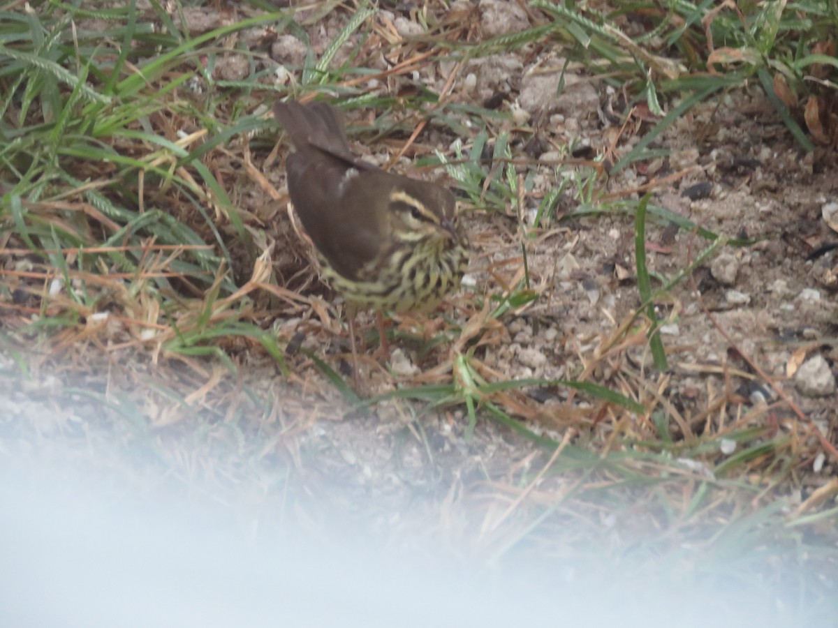 Northern Waterthrush - ML182475511