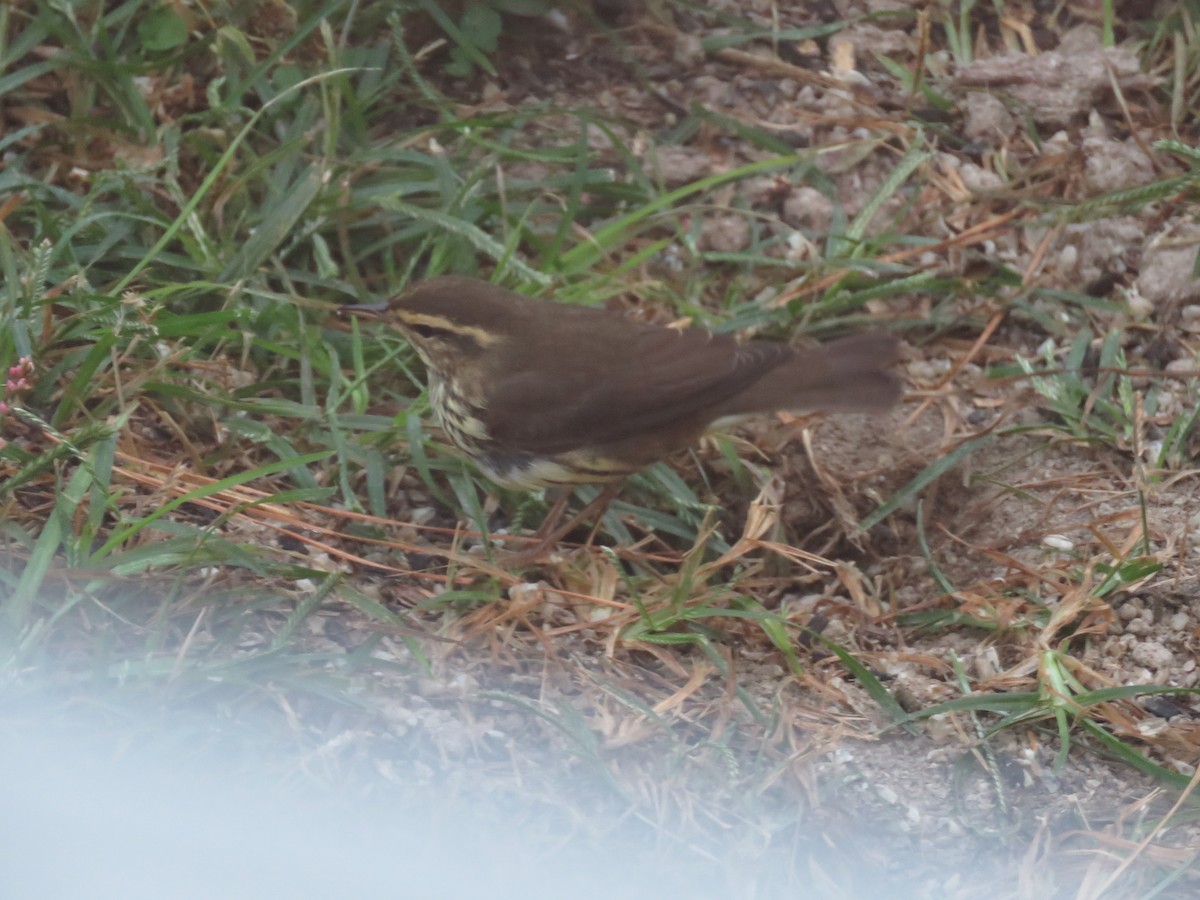 Northern Waterthrush - ML182475531