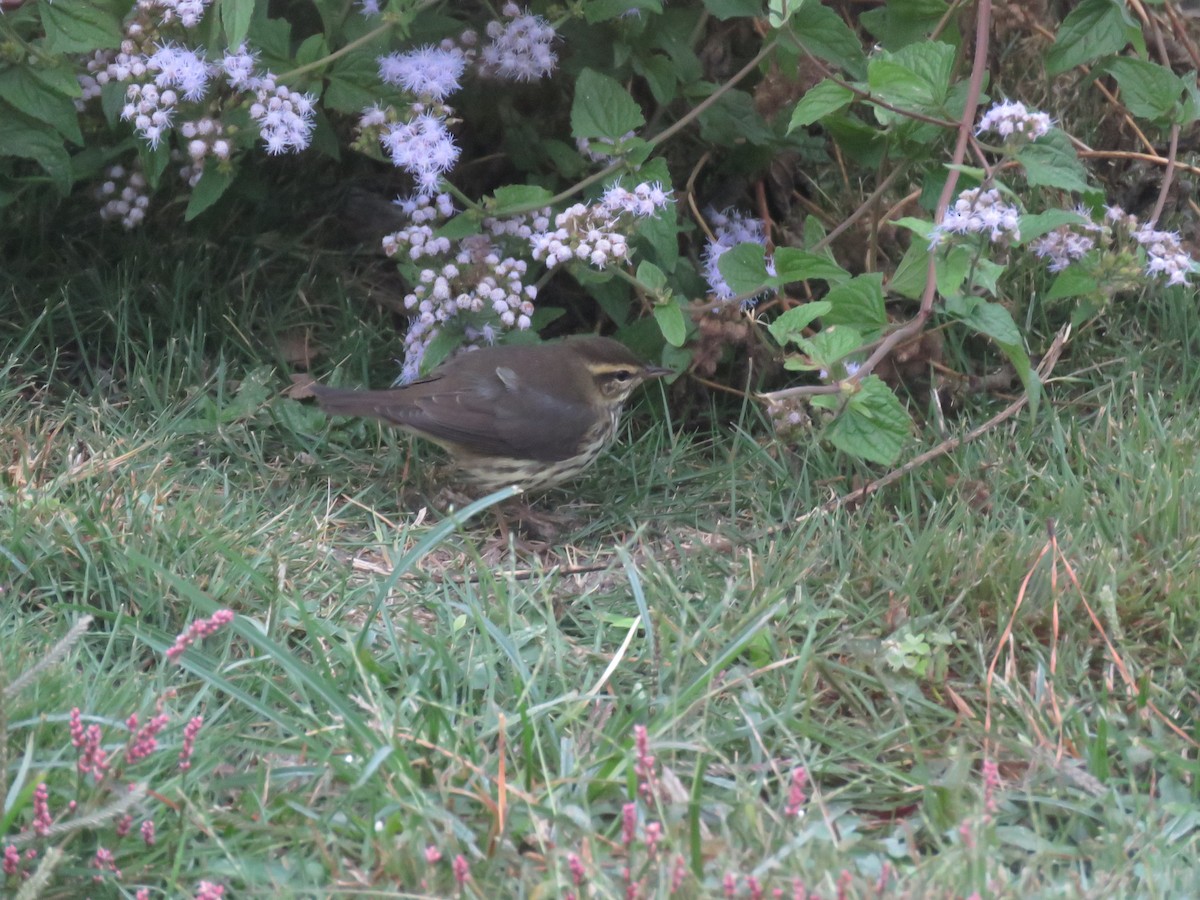 Northern Waterthrush - ML182475541
