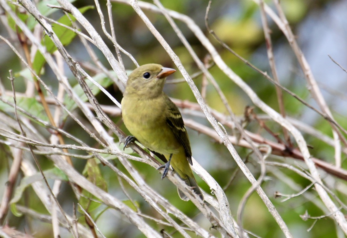 Western Tanager - ML182475591