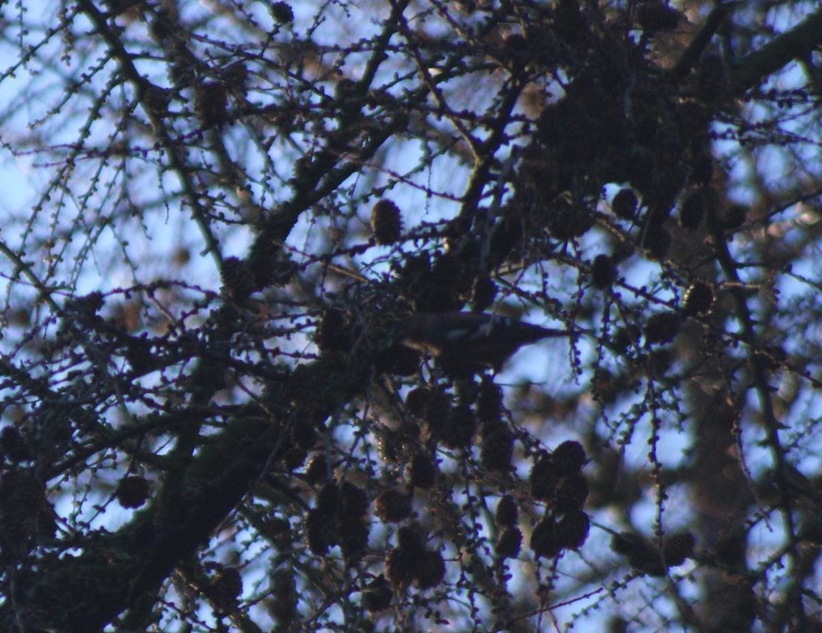 White-winged Crossbill (bifasciata) - ML182476401