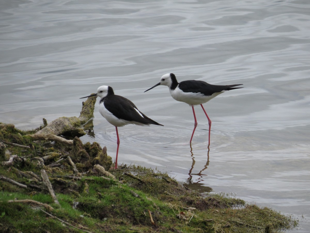 Pied Stilt - ML182476481