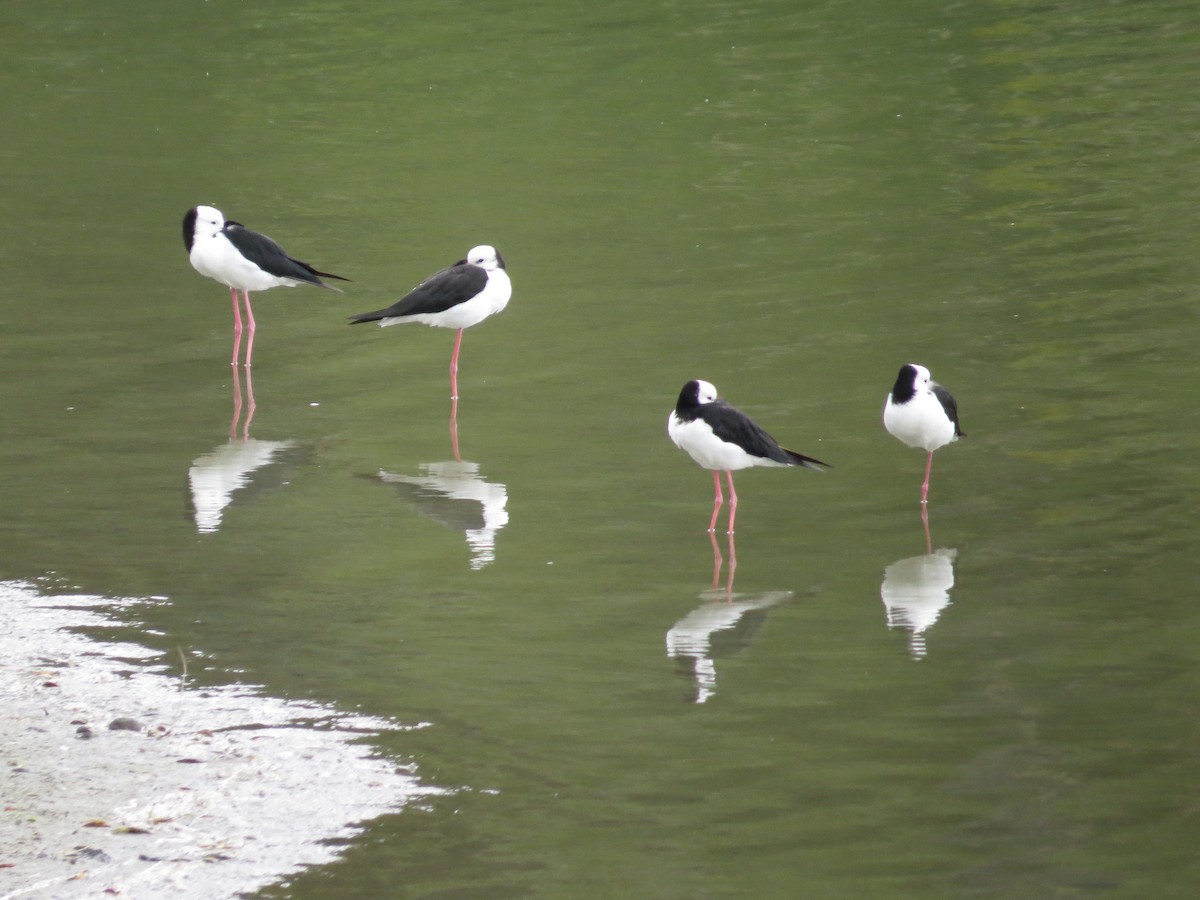 Pied Stilt - ML182476511