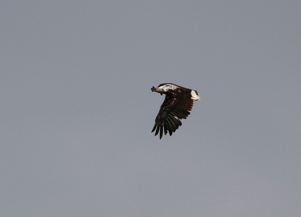 African Fish-Eagle - ML182476861